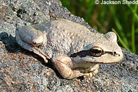 Sierran Treefrog