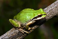 Baja California Treefrog