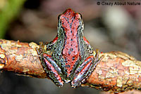 Northern Pacific Treefrog