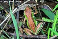 Northern Pacific Treefrog