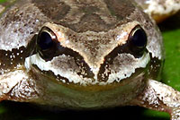 Baja California Treefrog