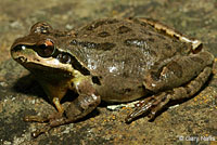 Sierran Treefrog