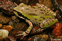 Sierran Treefrog