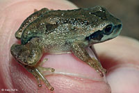 Northern Pacific Treefrog 