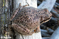 Sierran Treefrog