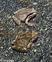 Baja California Treefrog