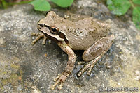 Sierran Treefrog