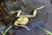 Baja California Treefrog