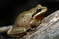 Baja California Treefrog