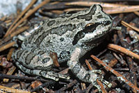 Sierran Treefrog