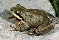 Sierran Treefrog