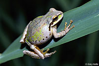 Northern Pacific Treefrog