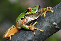 Northern Pacific Treefrog