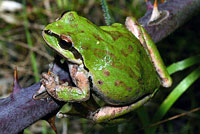 Northern Pacific Treefrog