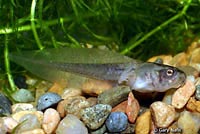 Northern Pacific Treefrog Tadpole