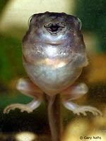 Northern Pacific Treefrog Tadpole