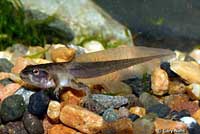 northern pacific treefrog tadpole