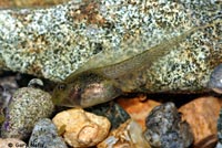 Northern Pacific Treefrog Tadpole