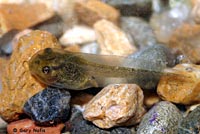 Northern Pacific Treefrog Tadpole