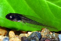 Northern Pacific Treefrog tadpole