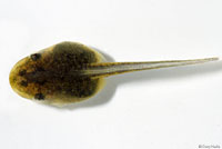 Northern Pacific Treefrog Tadpole