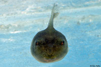 Northern Pacific Treefrog Tadpole