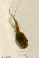 Northern Pacific Treefrog Tadpole