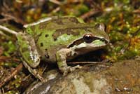 Sierran Treefrog