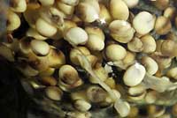 Sierran Treefrog Eggs