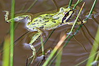 Sierran Treefrog