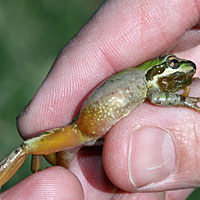 Sierran Treefrog