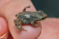 Sierran Treefrog