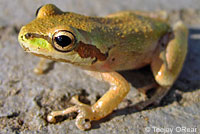 Sierran Treefrog