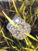 Sierran Treefrog Eggs