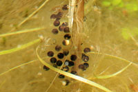 Sierran Treefrog Eggs