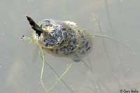 Sierran Treefrog Eggs