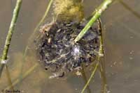 Sierran Treefrog Eggs