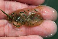 Sierran Treefrog Eggs