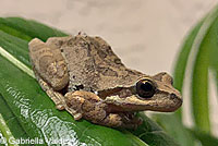 Sierran Treefrog