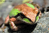 Sierran Treefrog