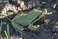 Sierran Treefrog