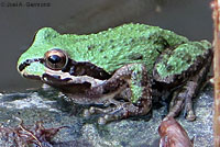 Sierran Treefrog