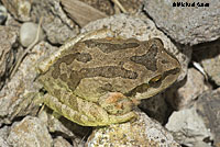 Sierran Treefrog