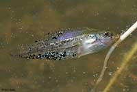 Sierran Treefrog Tadpole