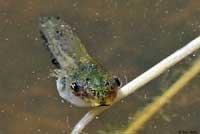 Sierran Treefrog Tadpole