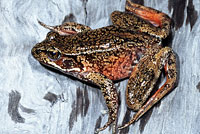 Northern Red-legged Frog