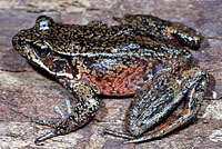 Northern Red-legged Frog