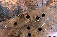 Northern Red-legged Frog Eggs