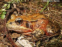 Northern Red-legged Frog