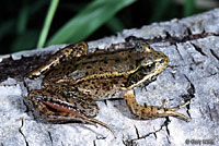 Northern Red-legged Frog